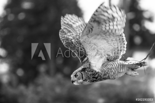 Picture of Snow Owl Flying